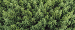 Northwoods Website banner nature